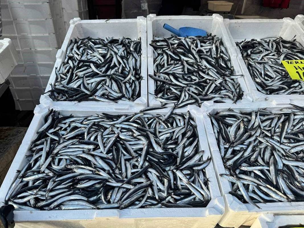 O kentte hamsinin kilosu 50 TL'ye kadar düştü! Fiyatı gören kasa kasa alıyor 9